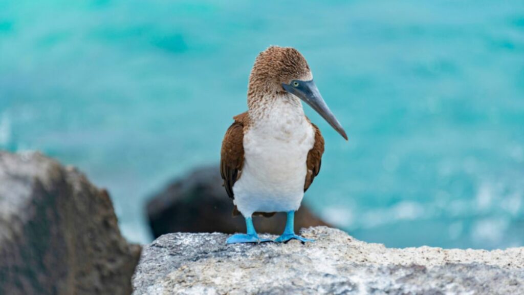 A blue-footed booby perched on a rock by the ocean in the Galápagos Islands, showcasing its vibrant blue feet.