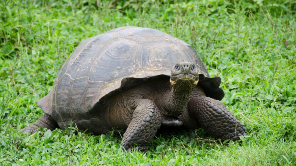 A large tortoise strolls in the grass of the Galápagos Islands, representing the region's diverse ecosystem.