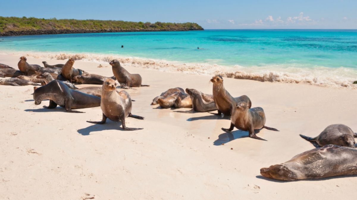 A group of sea lions lounging on a sandy beach in the Galápagos Islands under a clear blue sky.