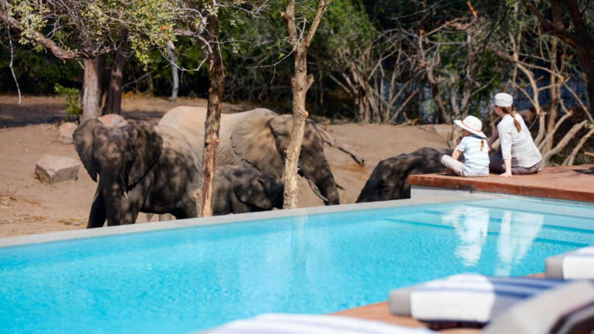 Several elephants strolling beside a serene pool, highlighting the luxury lodge experience in the heart of an African safari landscape.