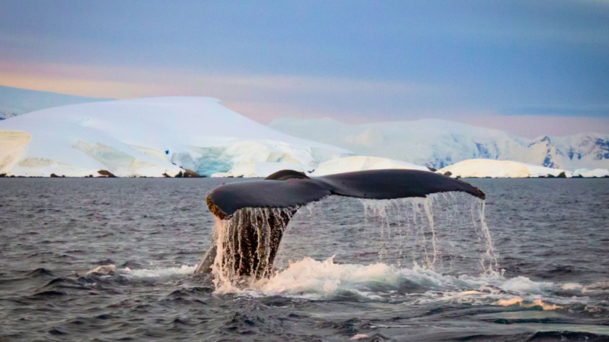 Antarctica Expedition: How to Prepare Physically and Mentally for the Journey 3 An Antarctica expedition captures a humpback whale diving for food, showcasing its majestic movement in the frigid ocean.