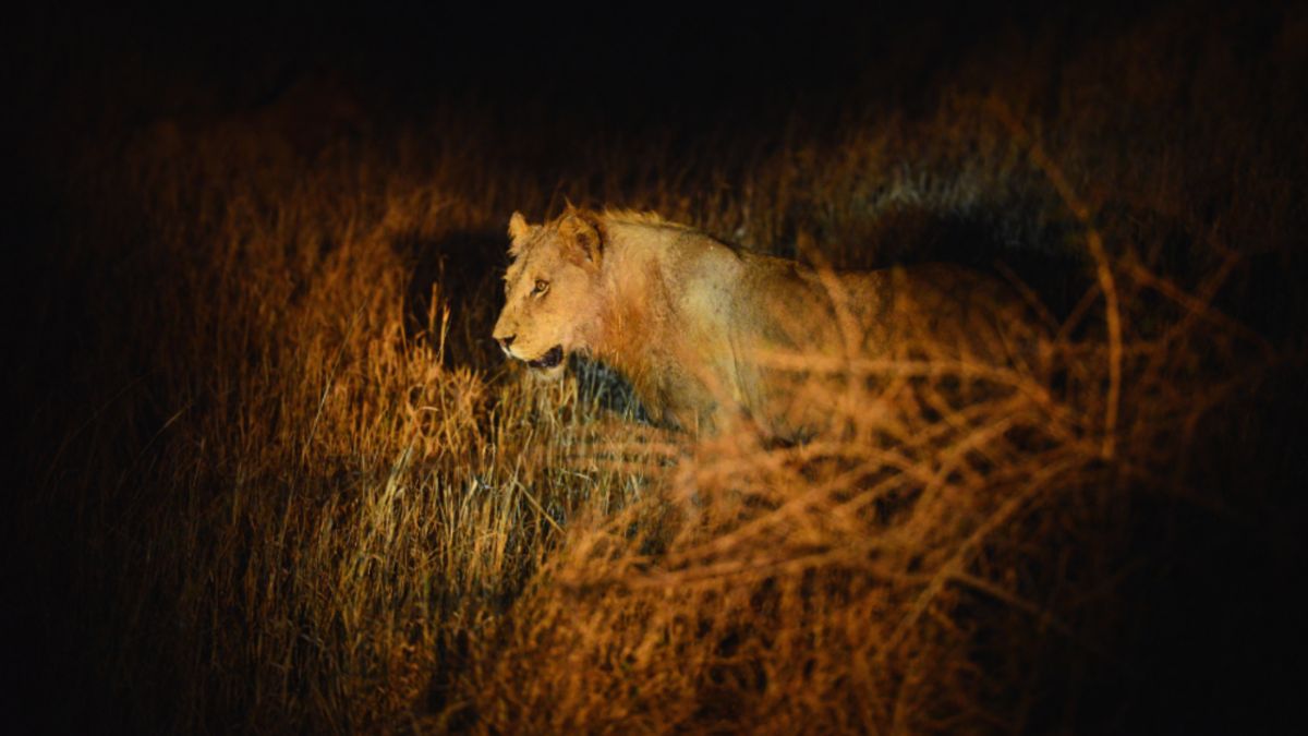 A lion stands alert in tall grass under the stars, reflecting nocturnal predator behavior in Kruger.