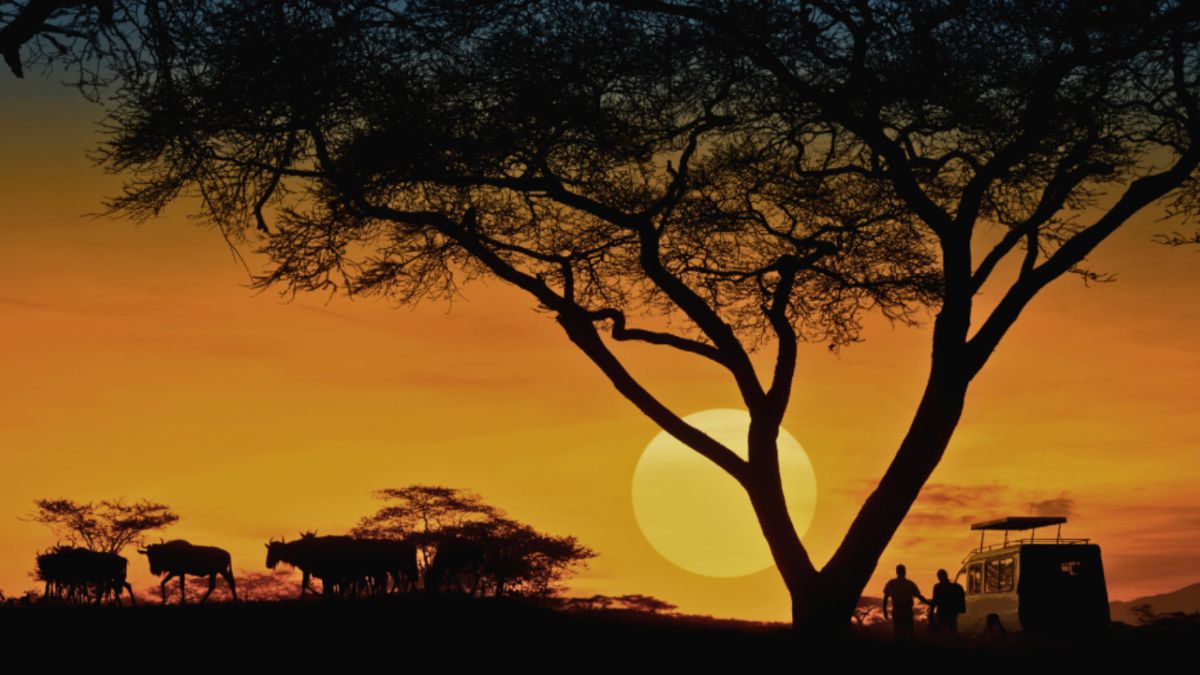 Silhouette of a tree against a vibrant sunset, capturing the essence of a nighttime safari in Africa.