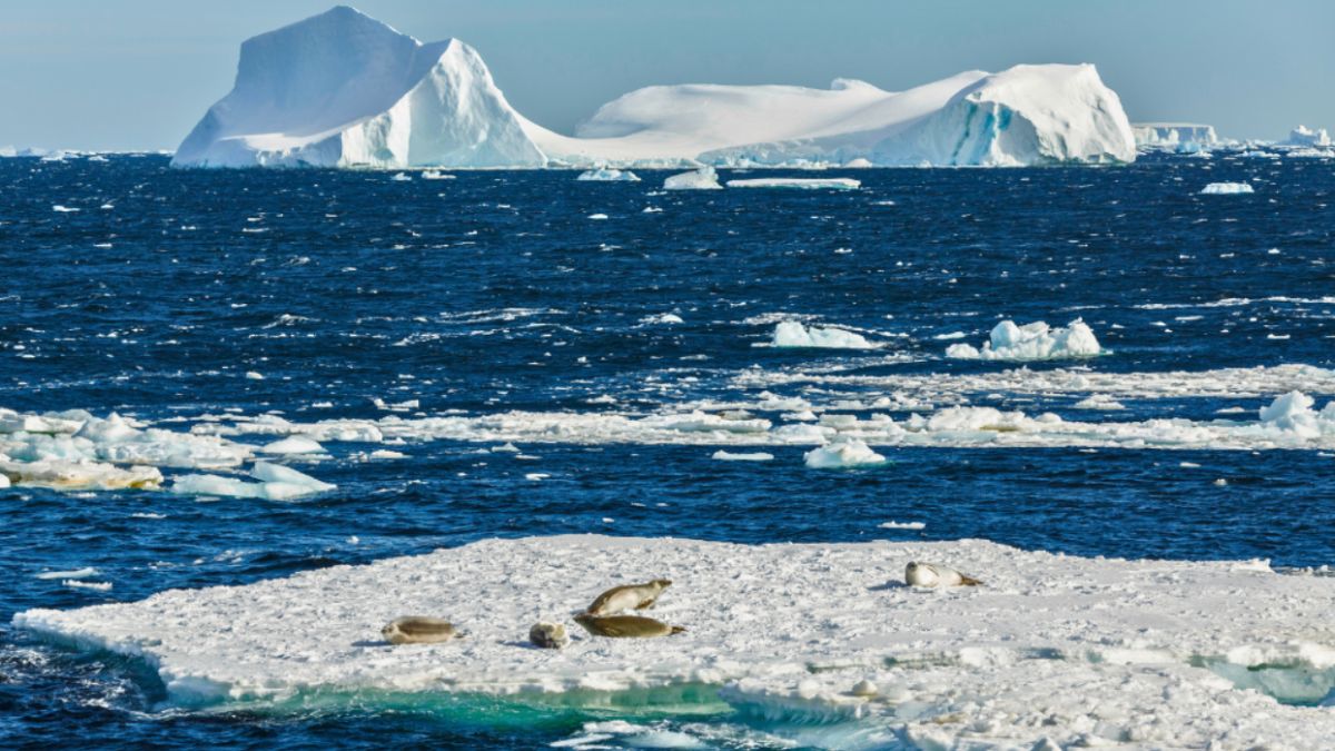 A group of seals lounging on ice floes, surrounded by ocean and icebergs, captured during an Antarctica expedition.