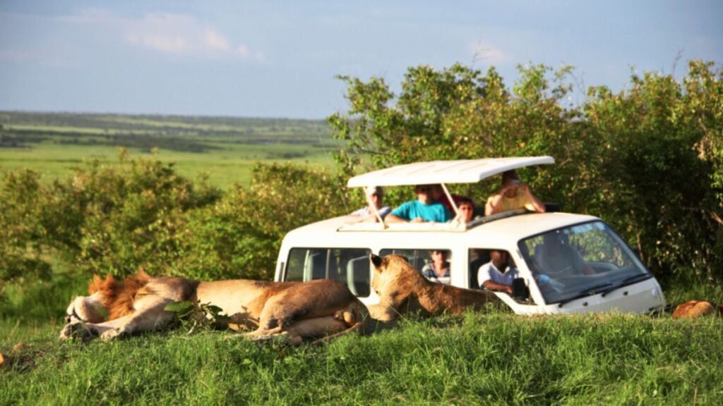 Travelers on a guided safari Africa experience, viewing wildlife from a safari vehicle in a natural environment.