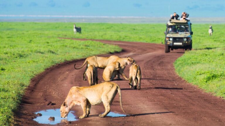 A group of lions gathered around a puddle, drinking water on a road during a safari in Africa.