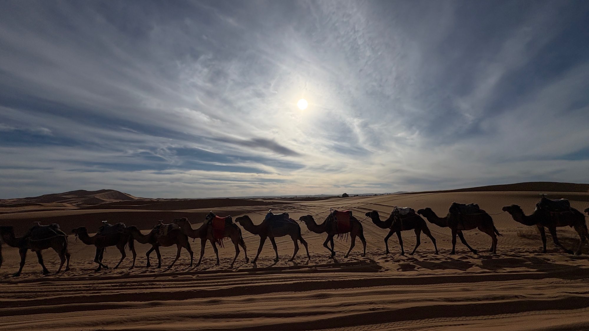 Camel caravan crossing the Sahara dunes at golden hour, Morocco