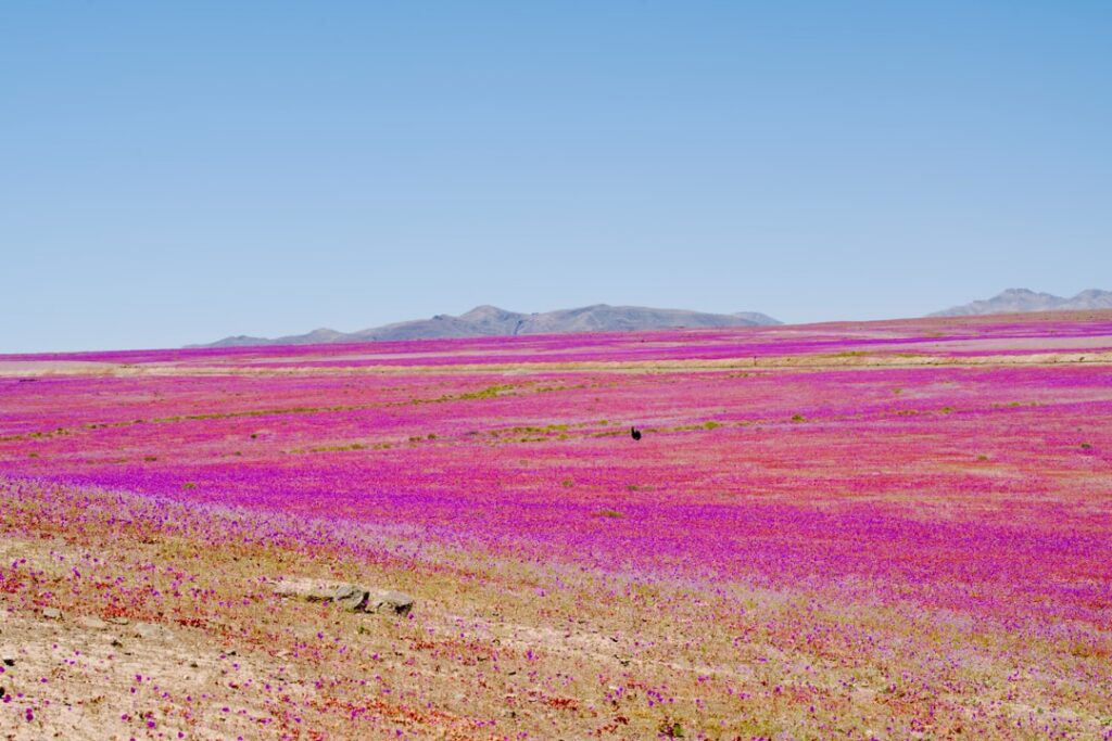 Vast field of pink and purple wildflowers blooming in Chile's Atacama desert