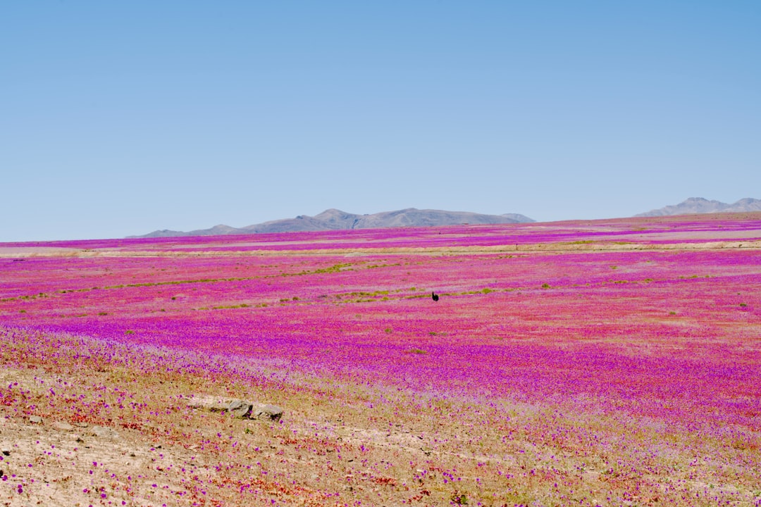 Vast field of pink and purple wildflowers blooming in Chile's Atacama desert