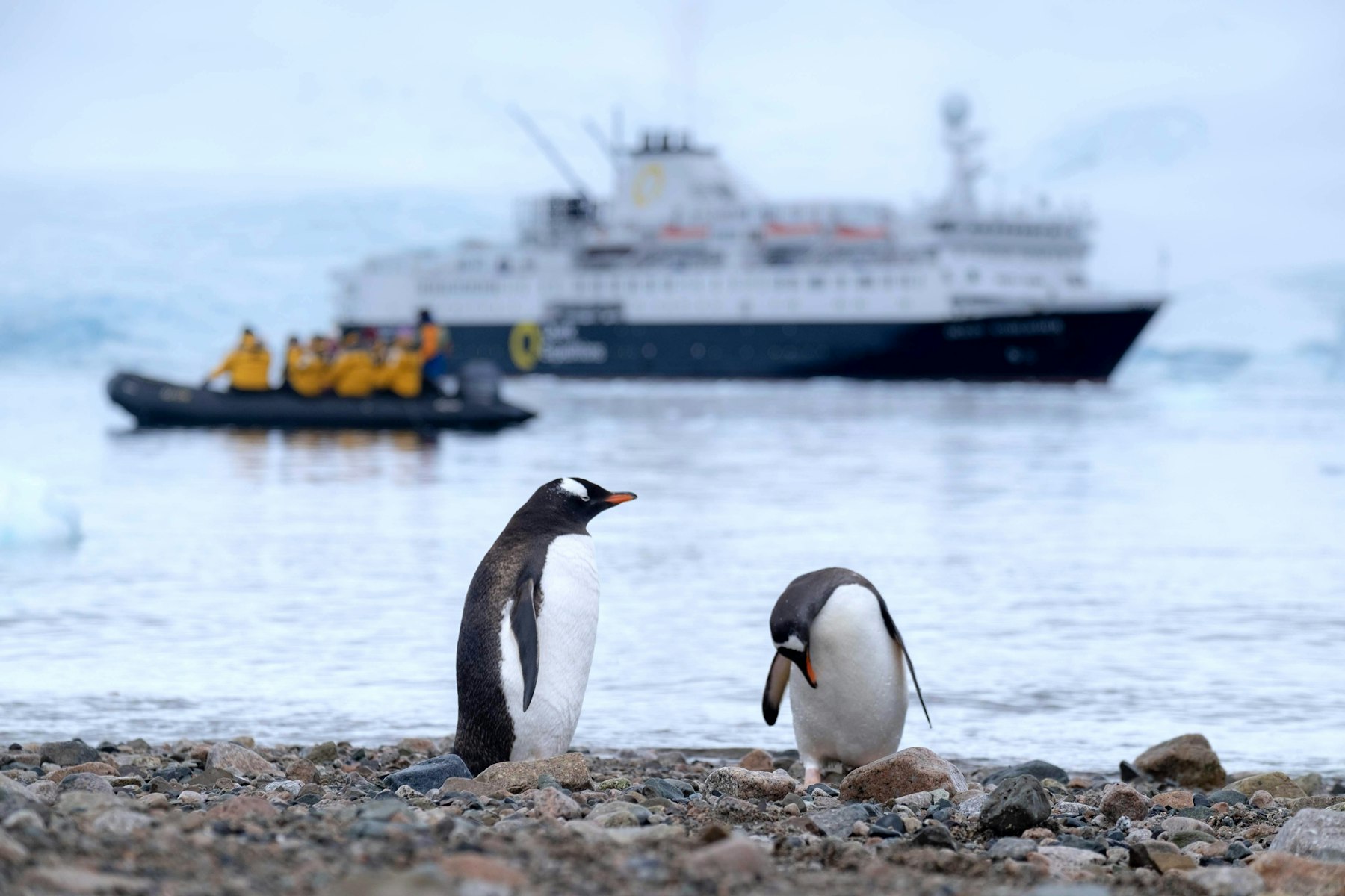 Gentoo penguins on a stony beach with an expedition ship behind them in Antarctica