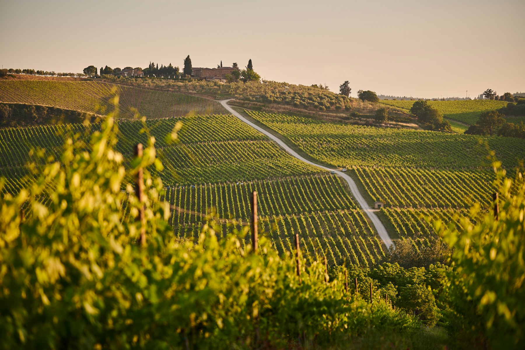 One of the best girls trip destinations for wine lovers: rows of vines on a Tuscan hillside at sunset.