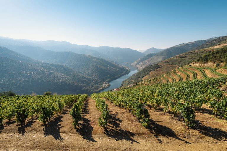Terraced vineyards above a bend in the Douro river in Portugal, the valley a Douro river cruise sails through.