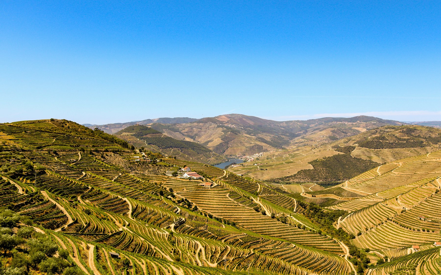 Steep schist terraces stacked on the hillsides of the Douro valley in Portugal, upstream of Pinhão.