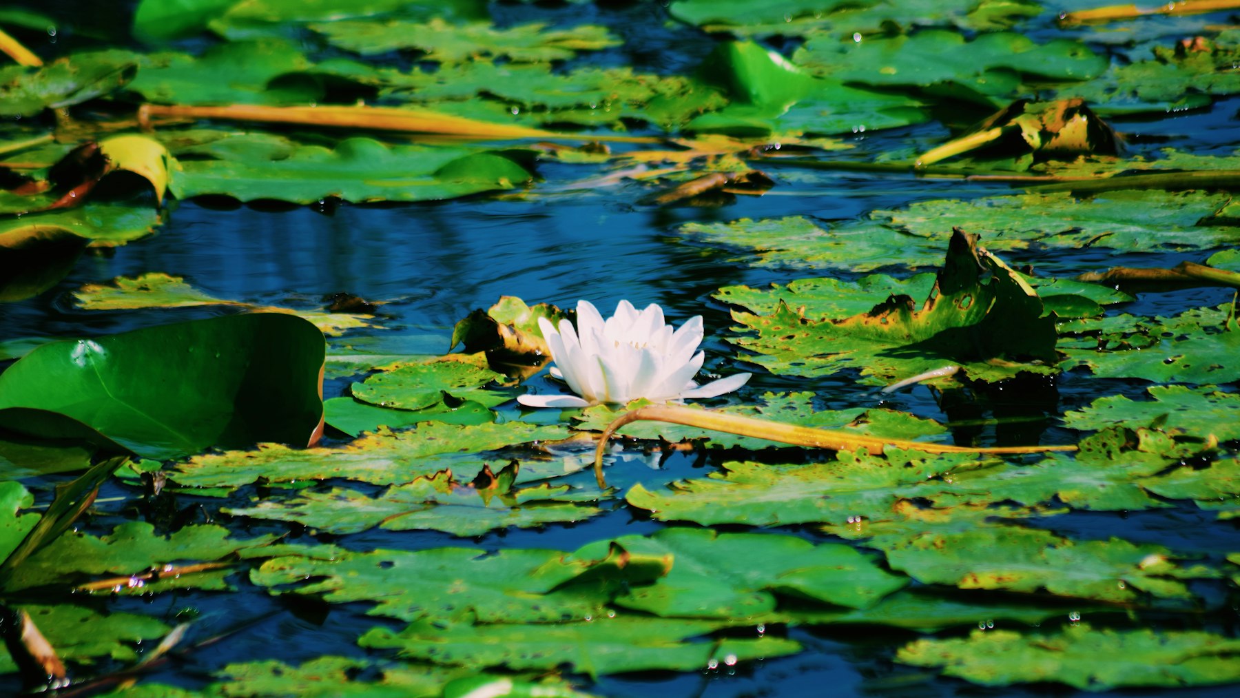 A white lotus flower open on still water in the Danube Delta, Romania, at the eastern end of the Europe Danube River.