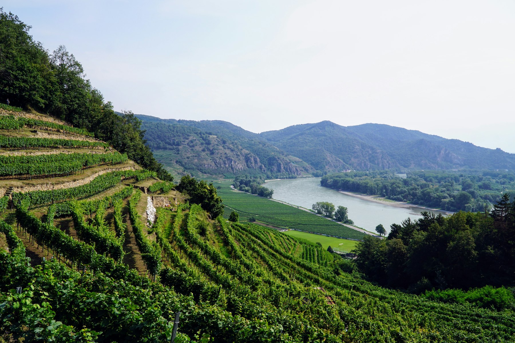 Terraced vineyards running down to the water at Weissenkirchen in der Wachau, Austria, on the upper Europe Danube River.