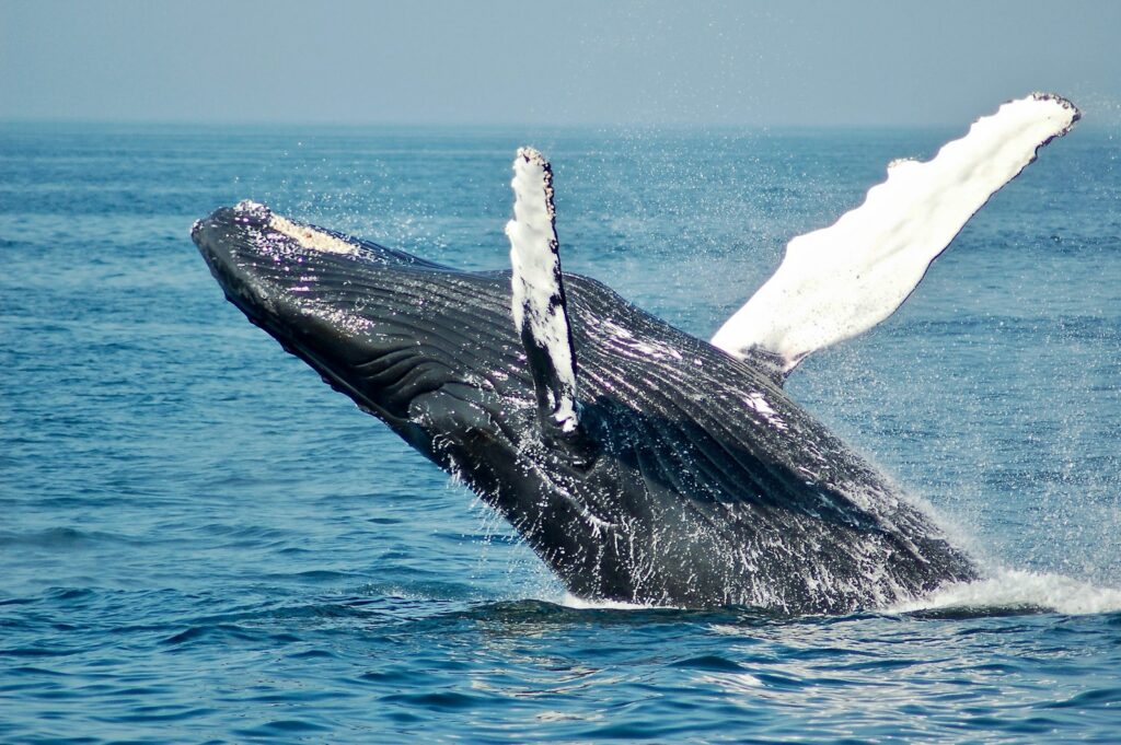 humpback whale breaching samana bay