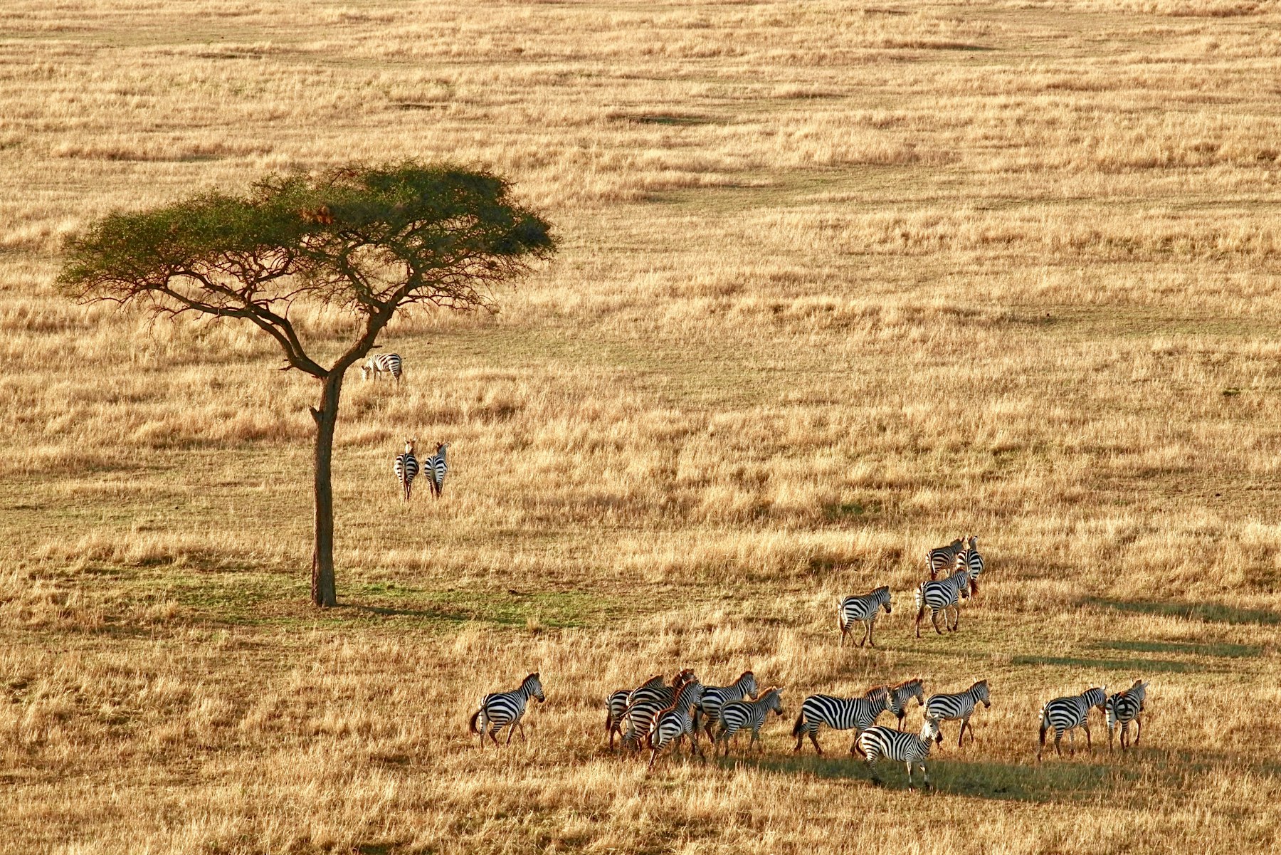 A herd of zebra beside a lone tree on the open plains of Serengeti National Park in Tanzania