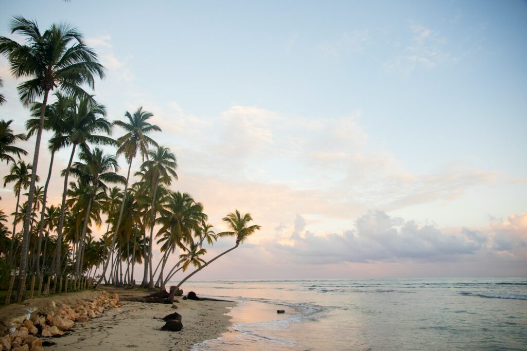 las terrenas beach palm trees