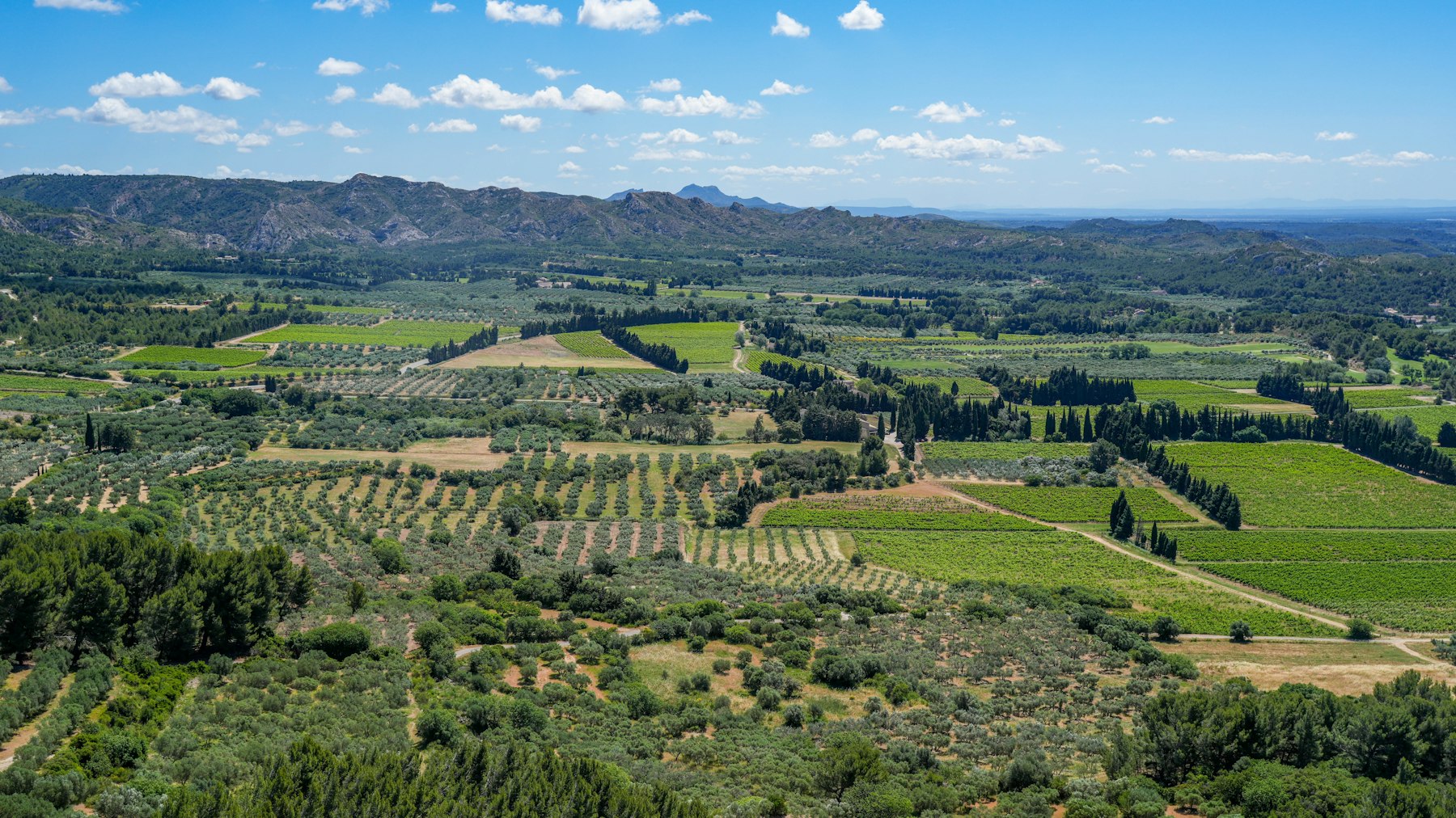 Vineyards and olive groves at Les Baux-de-Provence, the countryside the lower Rhone River opens onto