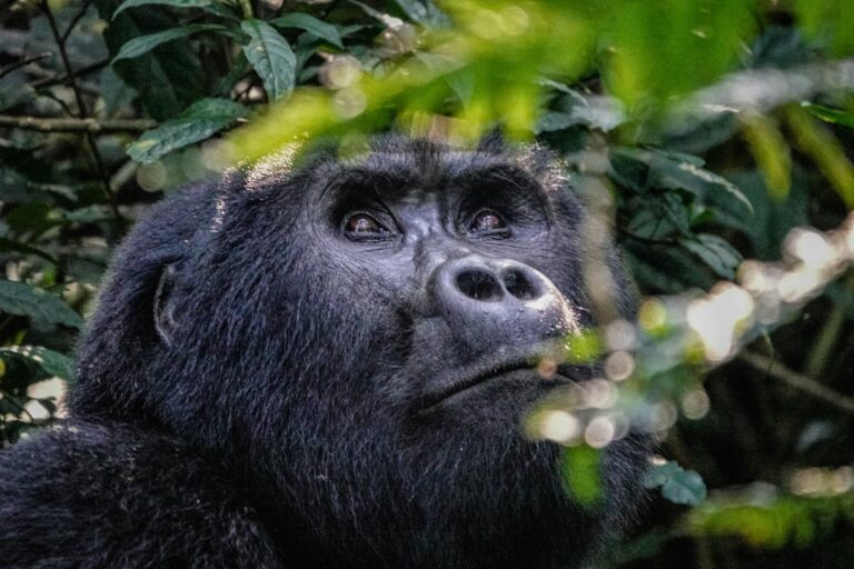 A mountain gorilla looks up through wet foliage in Bwindi Impenetrable Forest, Uganda, the best known gorilla trekking destination on the World Heritage List.
