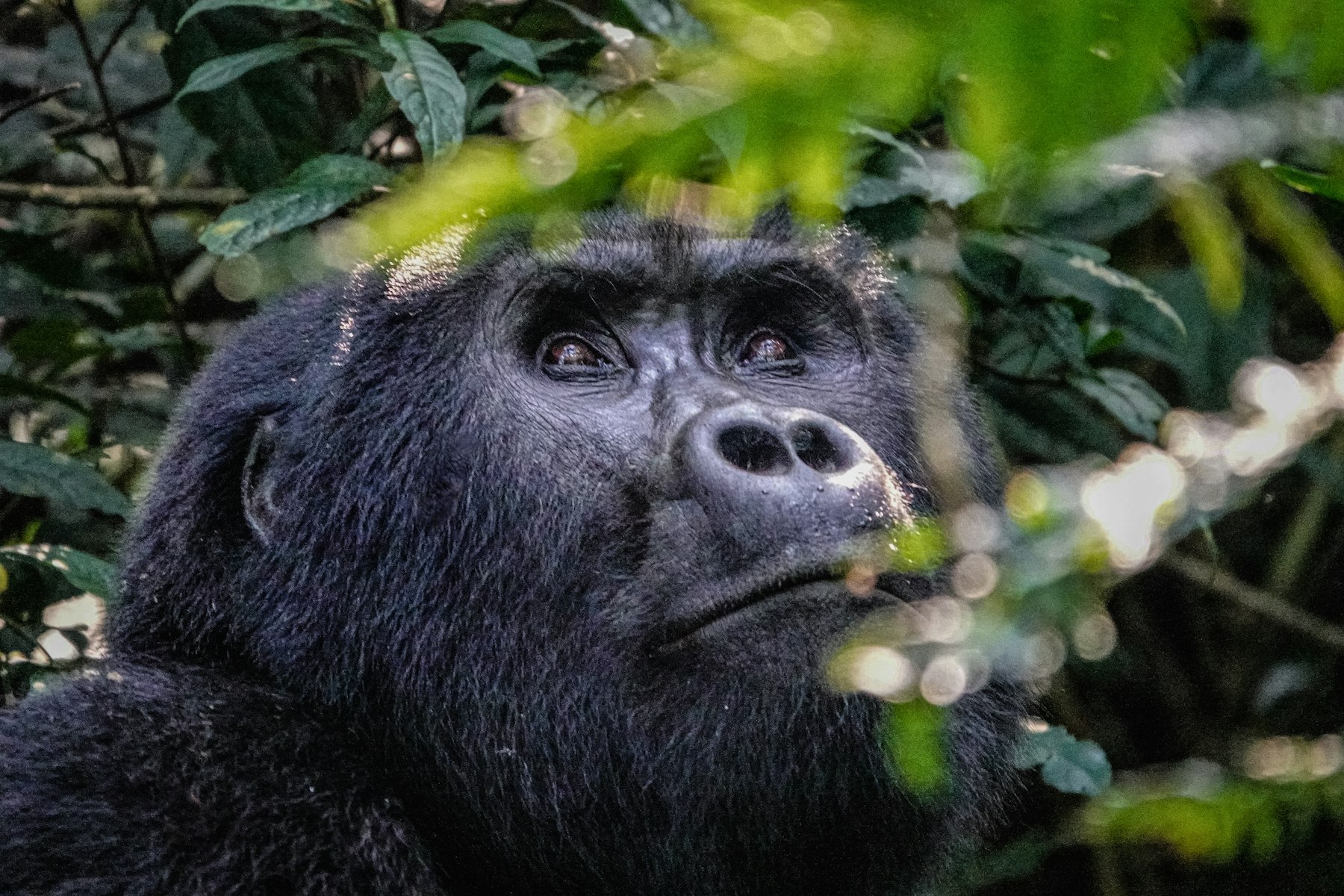 Gorilla Trekking: Seven Parks and a Register Full of Gaps 2 A mountain gorilla looks up through wet foliage in Bwindi Impenetrable Forest, Uganda, the best known gorilla trekking destination on the World Heritage List.