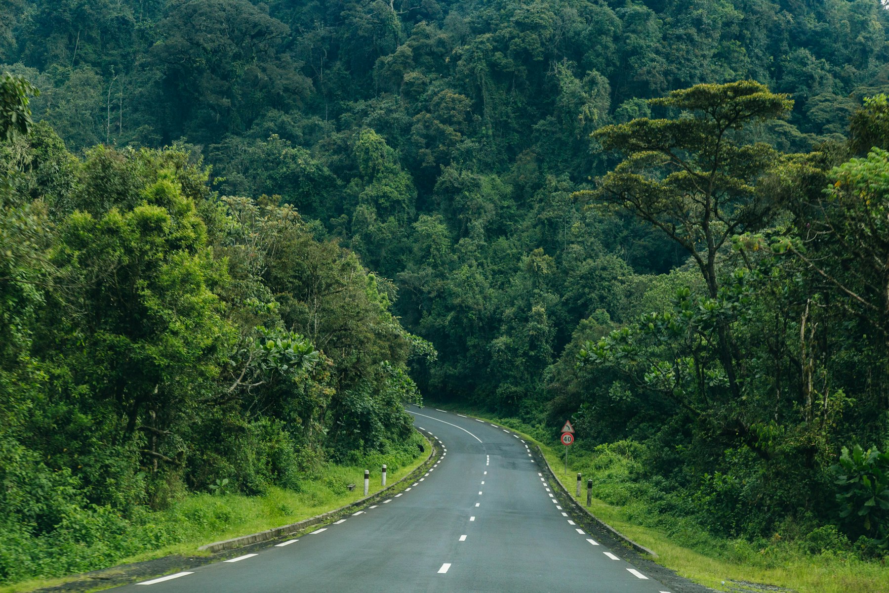 Gorilla Trekking: Seven Parks and a Register Full of Gaps 4 A road curves through dense montane rainforest in Nyungwe National Park, Rwanda, the forest many gorilla trekking itineraries pair with a Volcanoes permit.