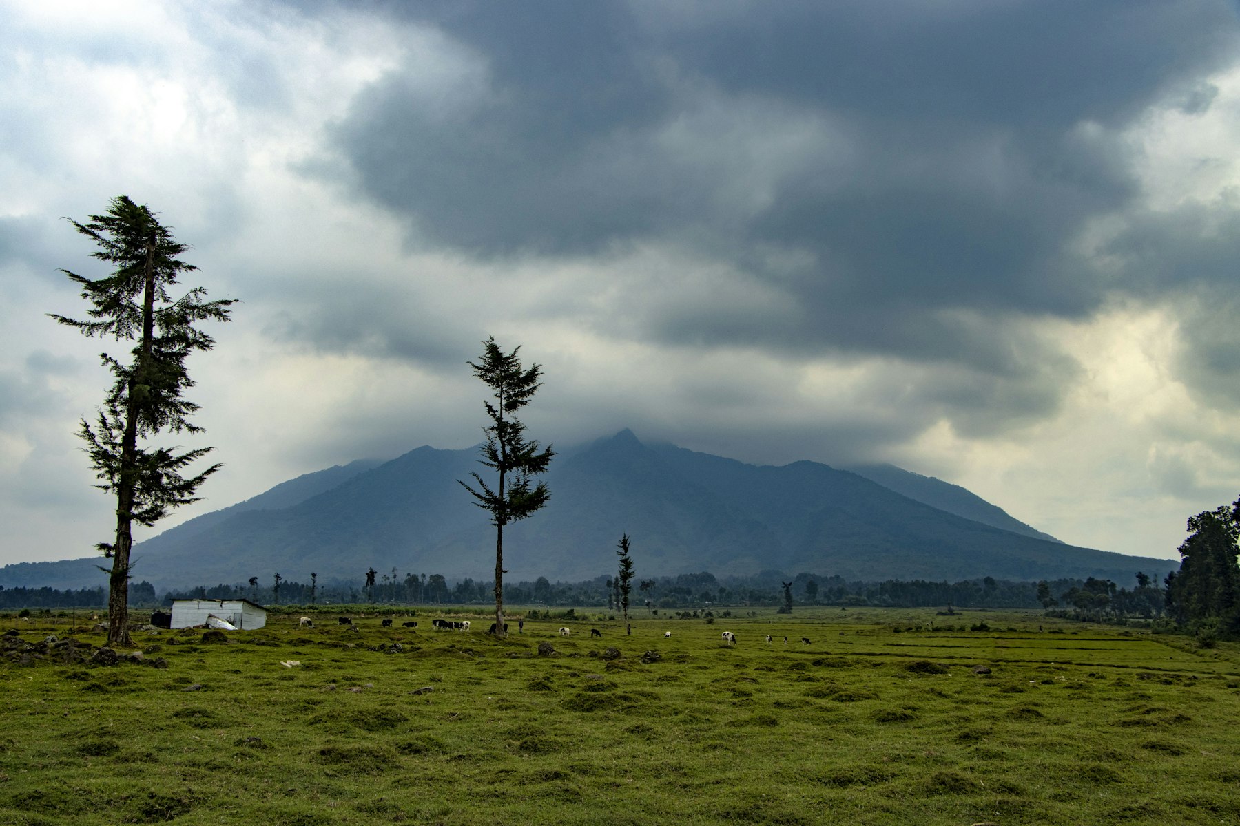 Gorilla Trekking: Seven Parks and a Register Full of Gaps 3 A Virunga volcano rises above grazed farmland near Musanze, Rwanda, the town most gorilla trekking groups use for Volcanoes National Park.